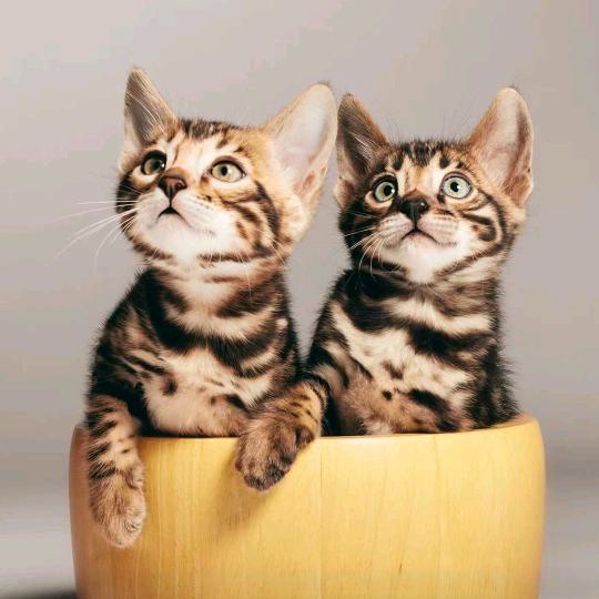 可爱喵宠物用品馆