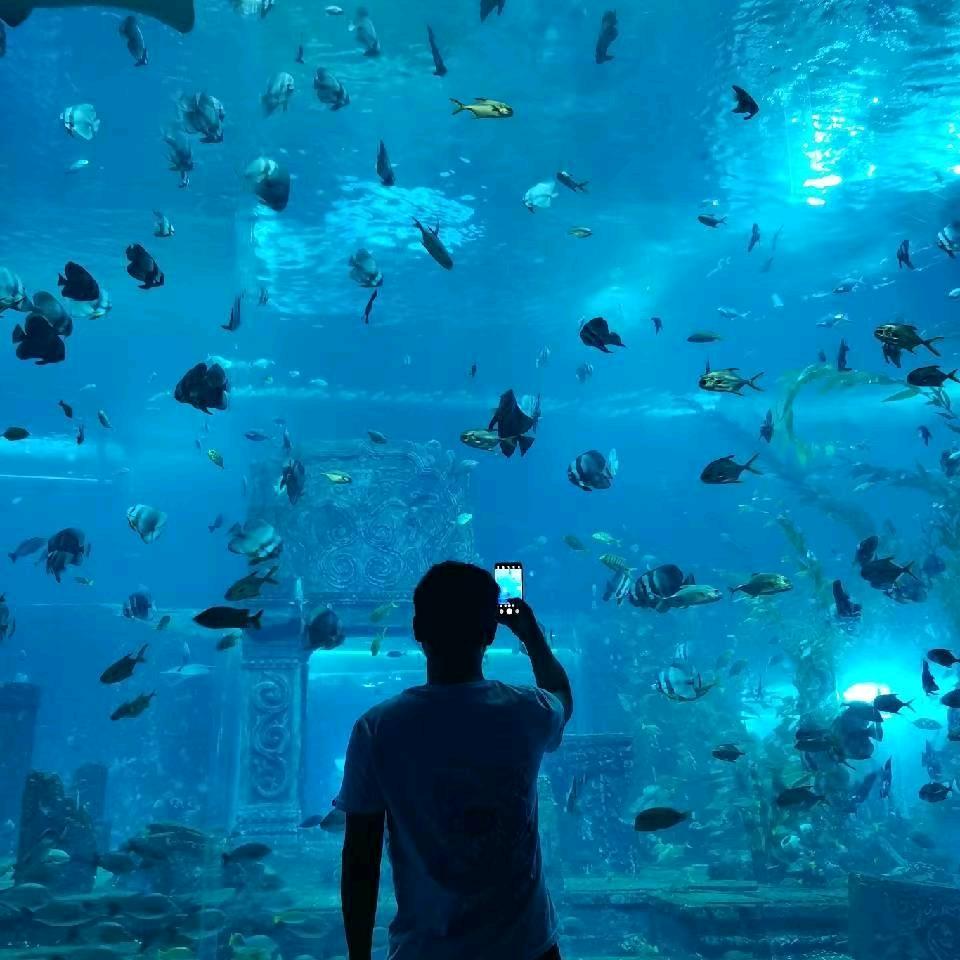 杨