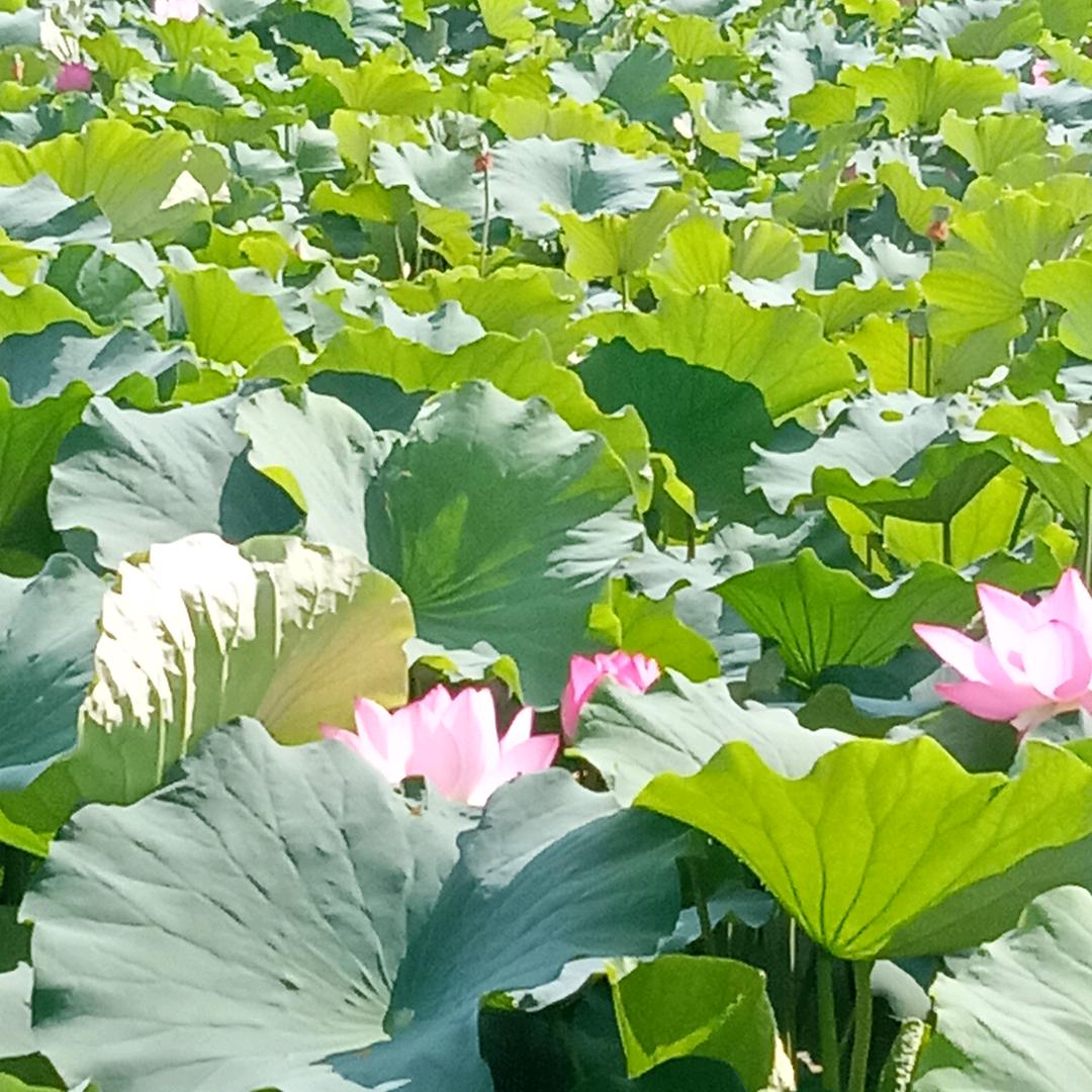 河南人在新疆