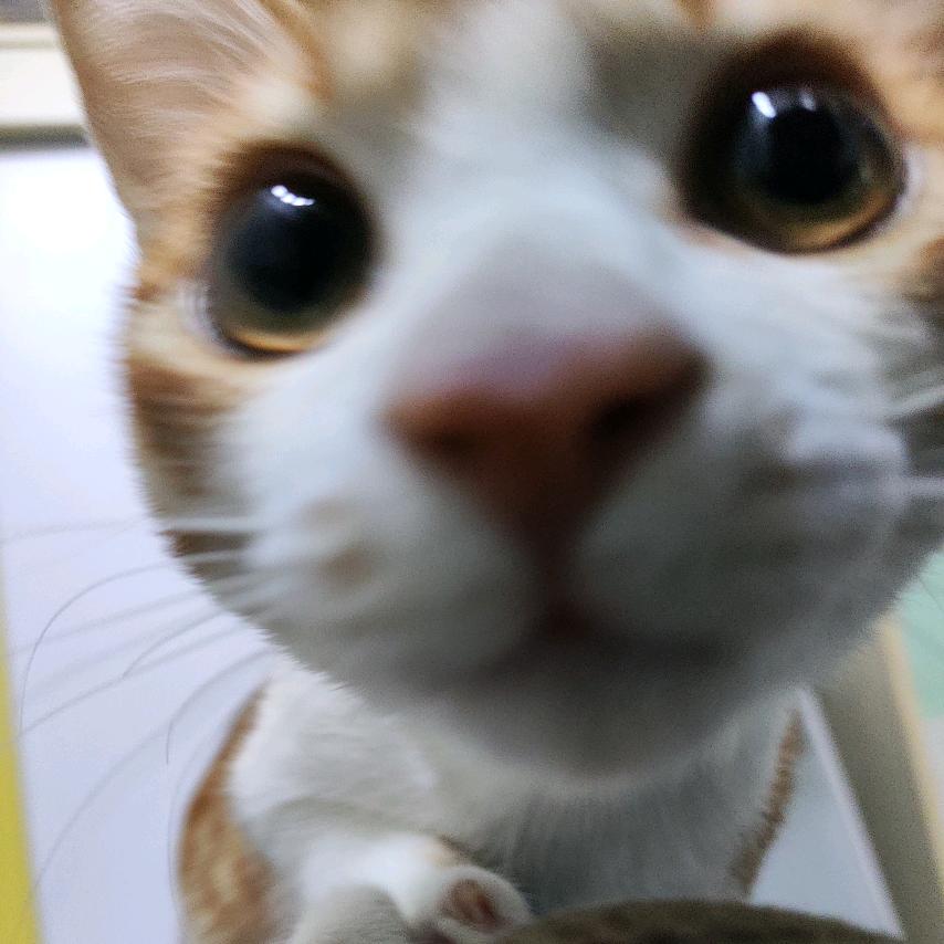 蔡包包小猪