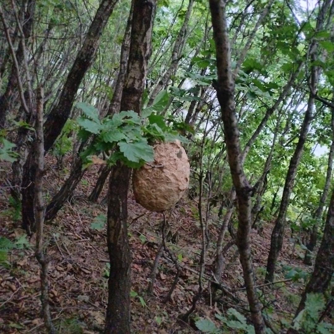 刘佳龙