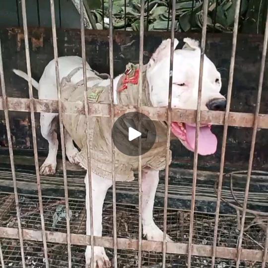 牧兴护田狩猎队(公益护农)