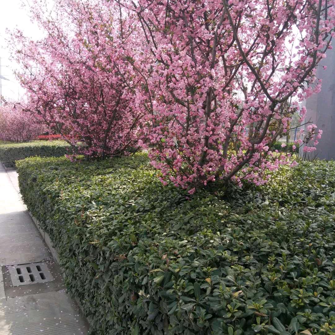 搬砖人梅子家有三宝