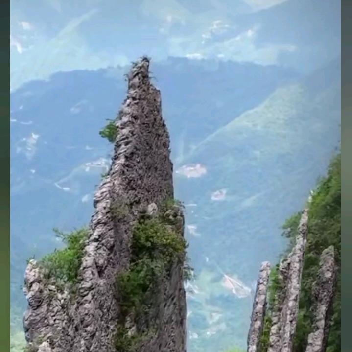 龙哥