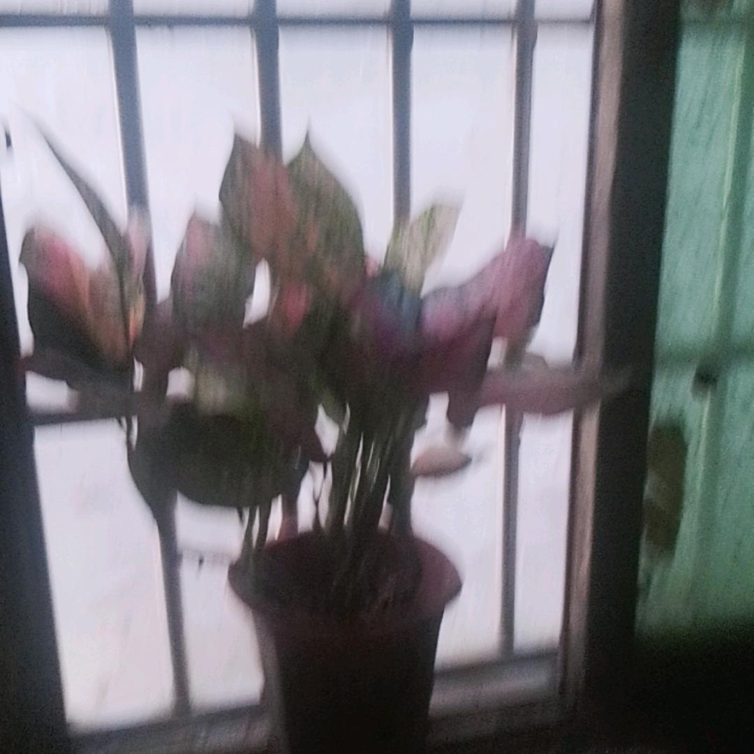 神鹰