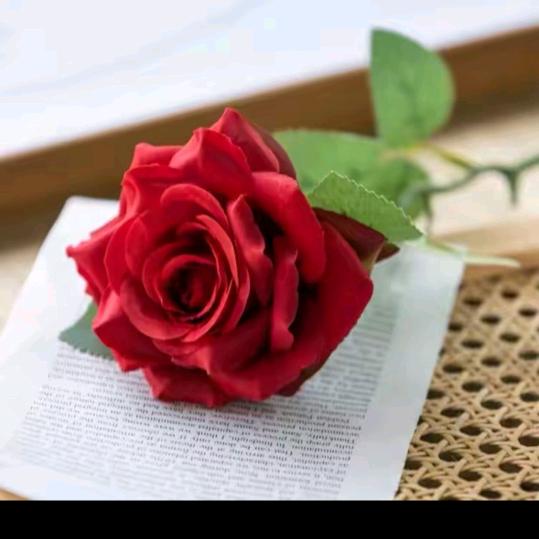 🌹星光🌹（护花）329