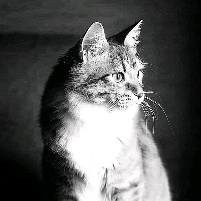 鼎韵融风贯九州