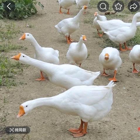 农产品优选小刘