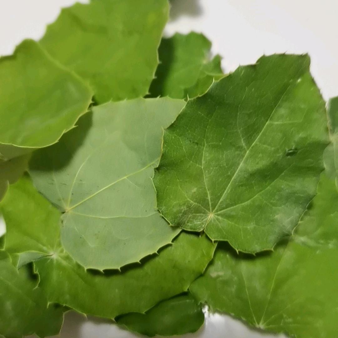 甘肃小圆叶高含量淫羊藿种植育苗基地