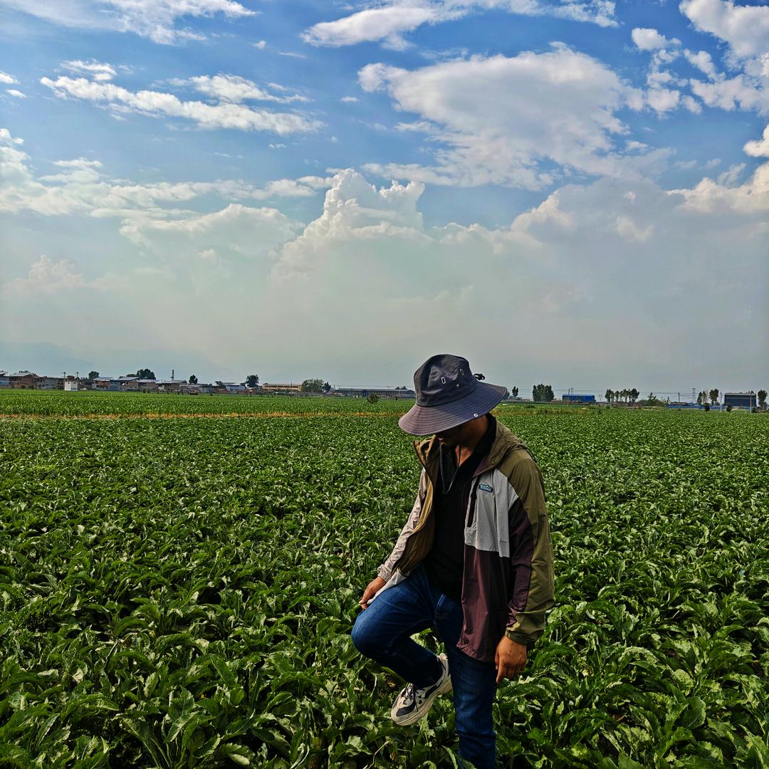 菜鸟农业中药材