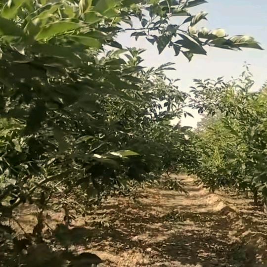 如沐清风🌺🌺（西安护工）