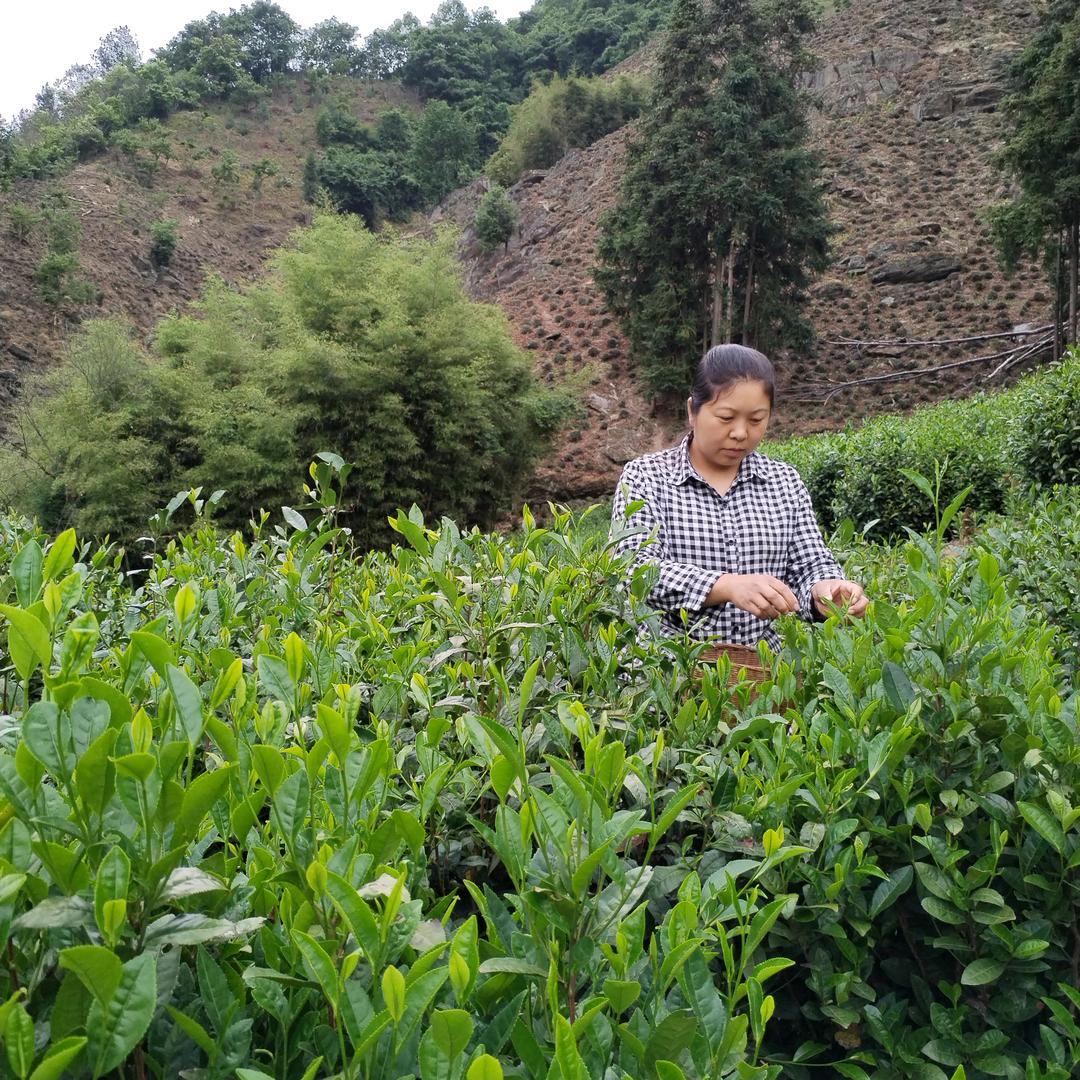 茶农香姐（象园茶）