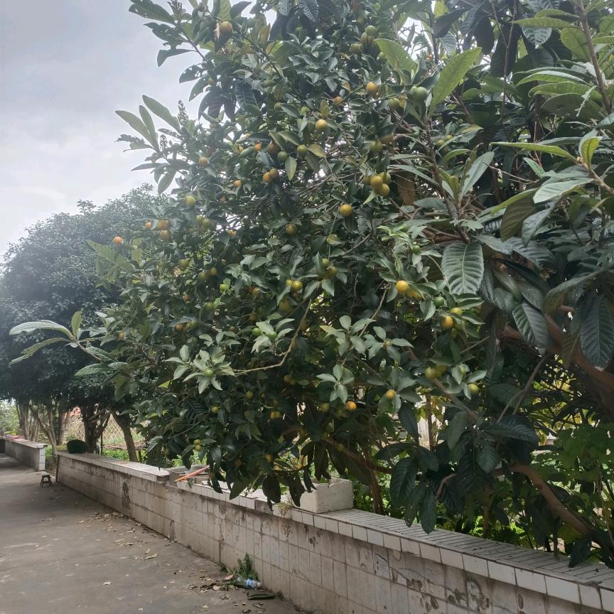 东方不败