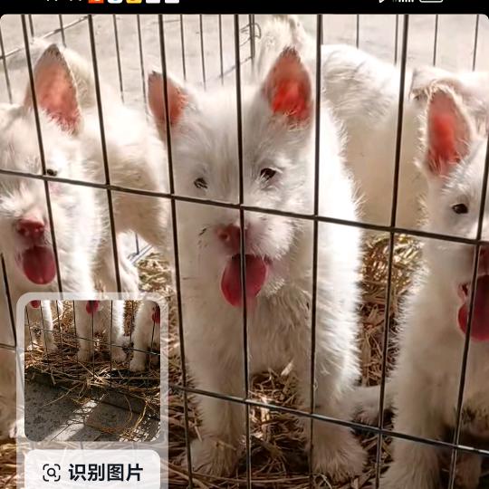 闯荡江湖赶集找土猎狗3