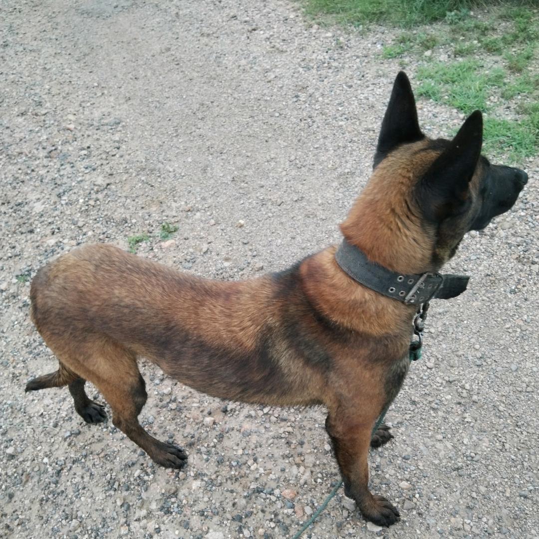 坝上狗头军团长