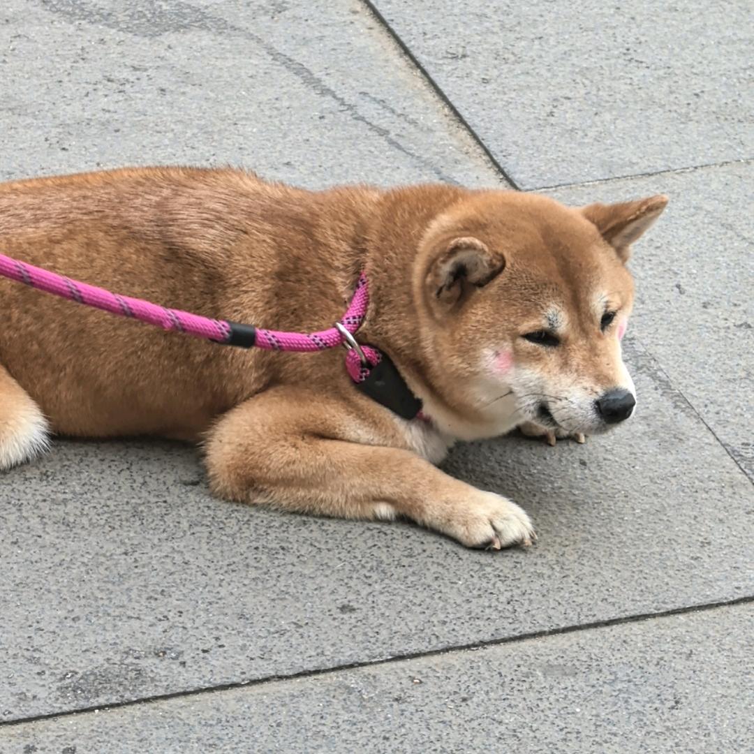 小鹿速递🎁