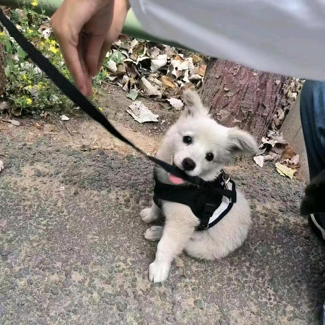 诚实守信老猫咪