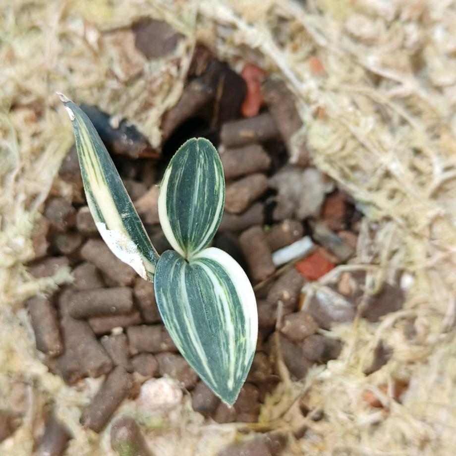 兰花爱好者