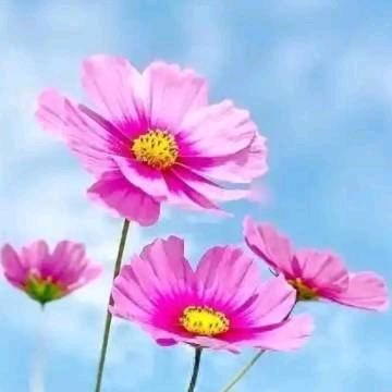 一朵美丽的格桑花