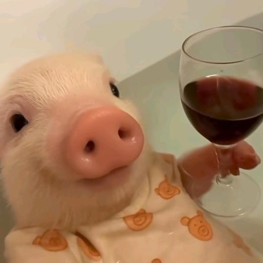 话梅榨芝er（见过芝版）