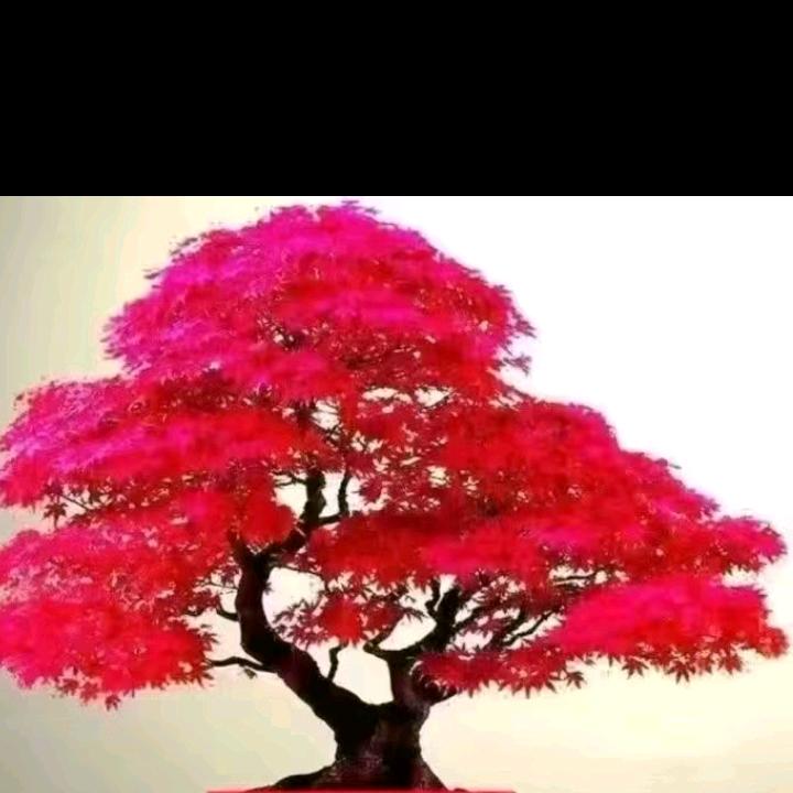 诚信（诚信合作）