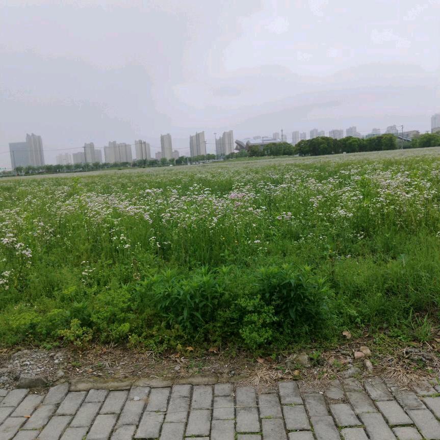 付珍