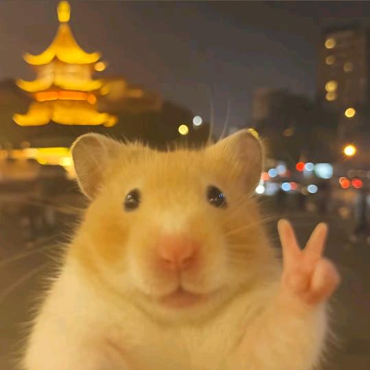 性感洋芋粑