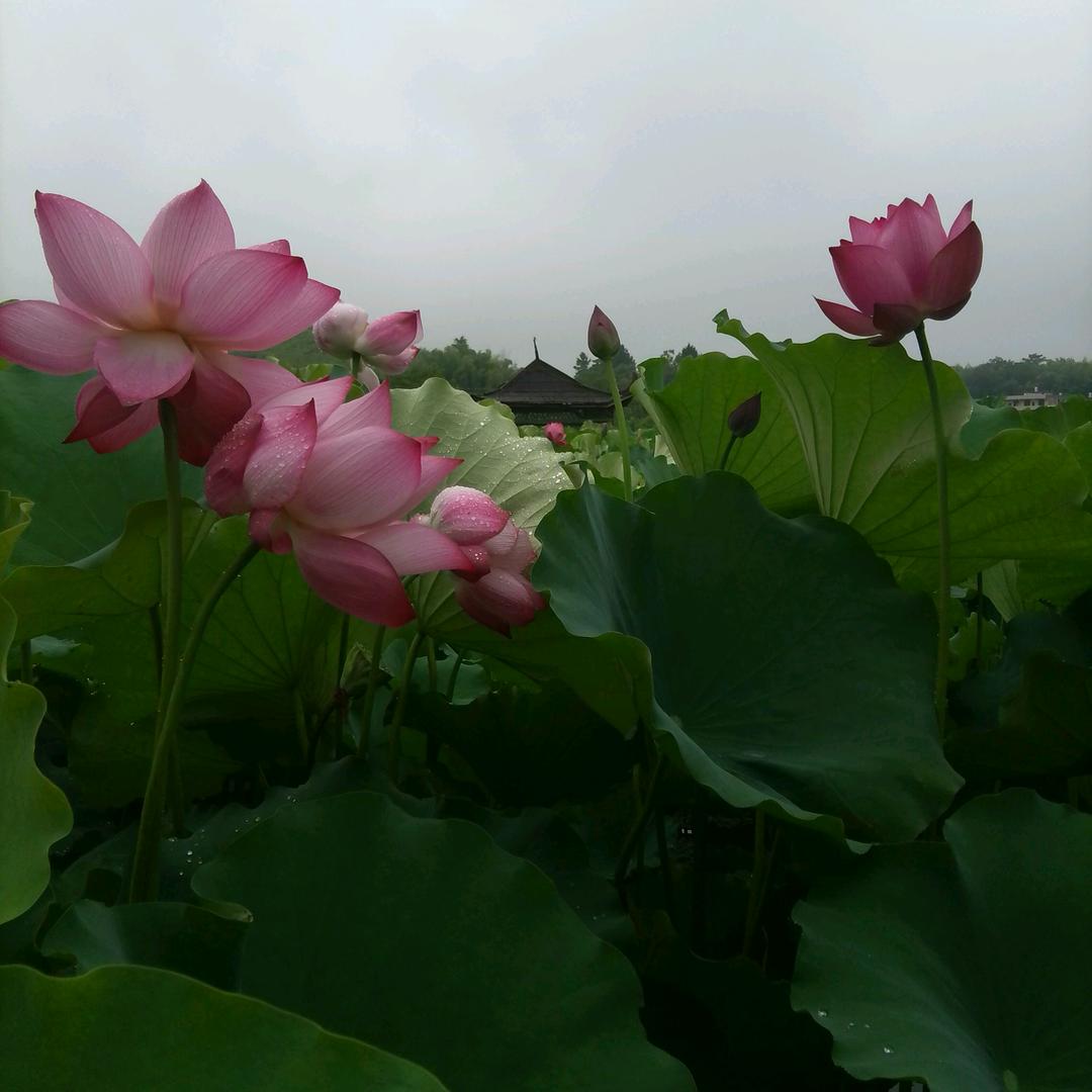 生态渔歌