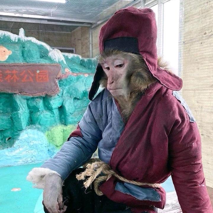 🐒兜兜🐒