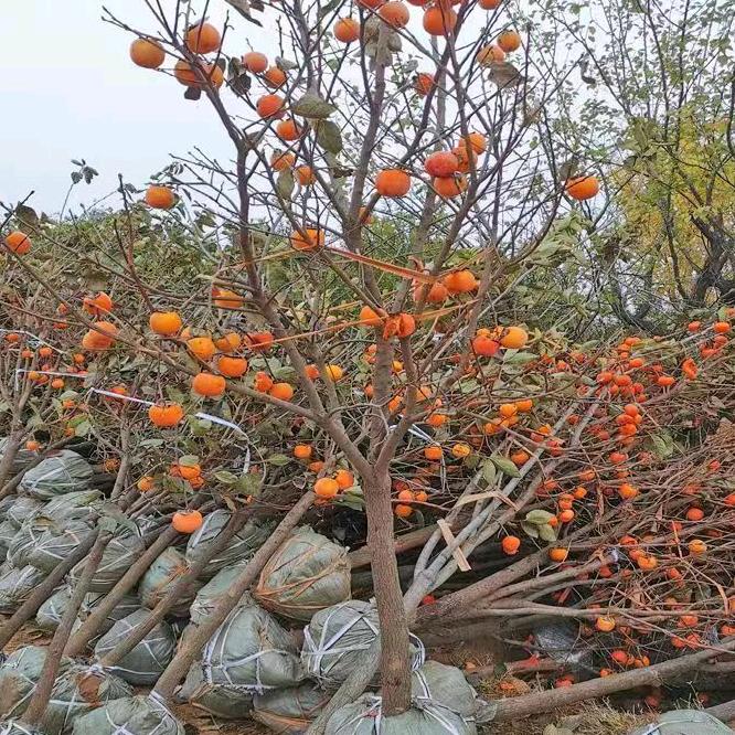 梓贺果树苗木专营店