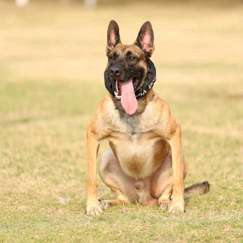 马犬、东德爱好者