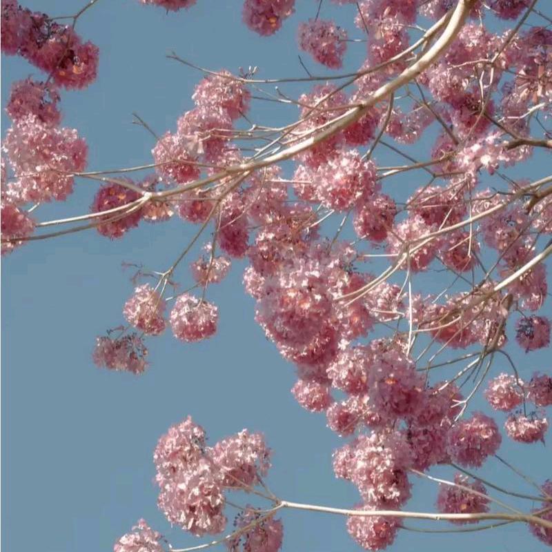 香草小贝
