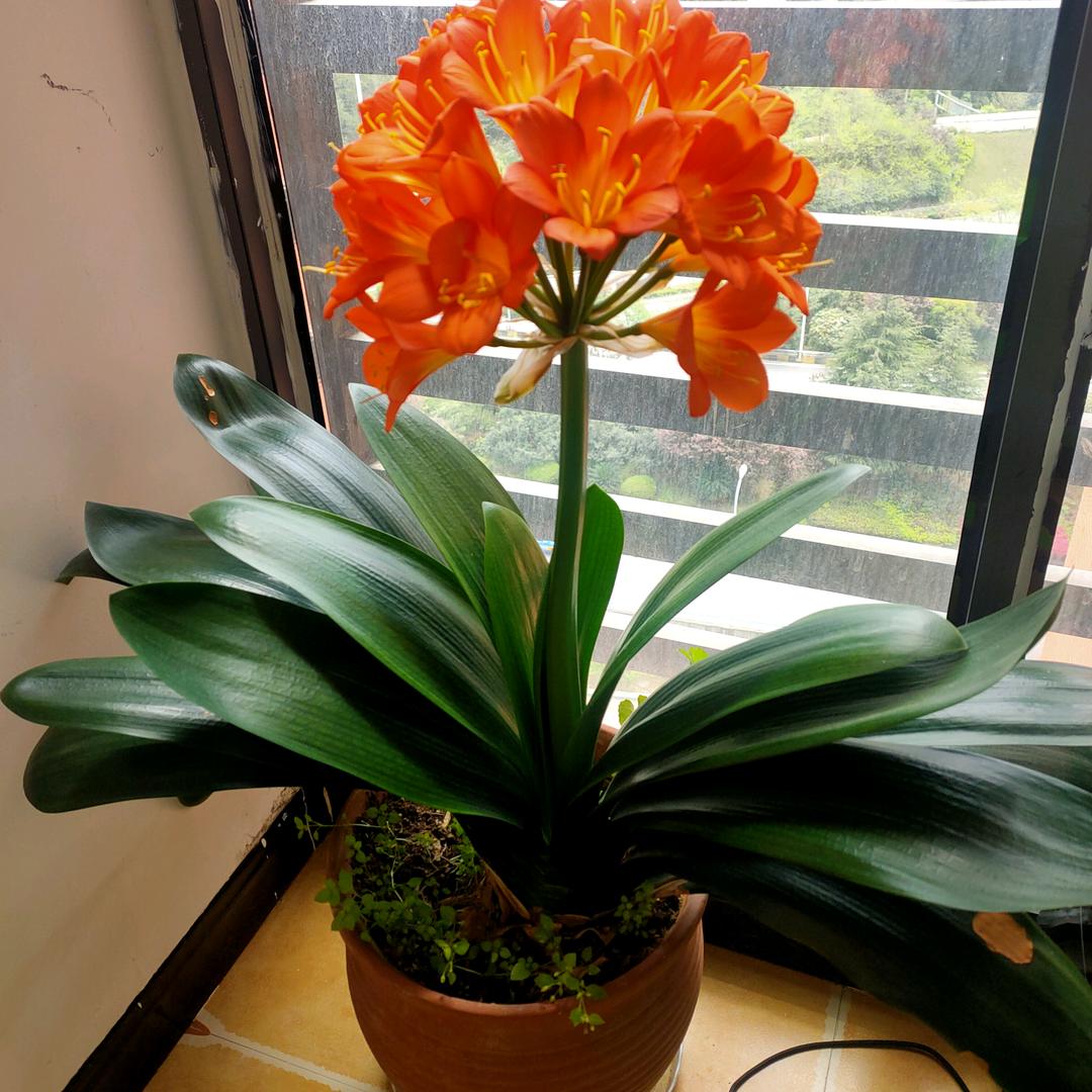 低调的小林哥～林子