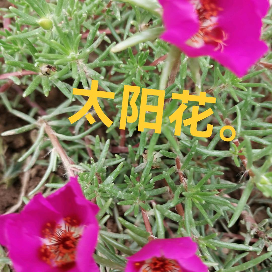王姐姐