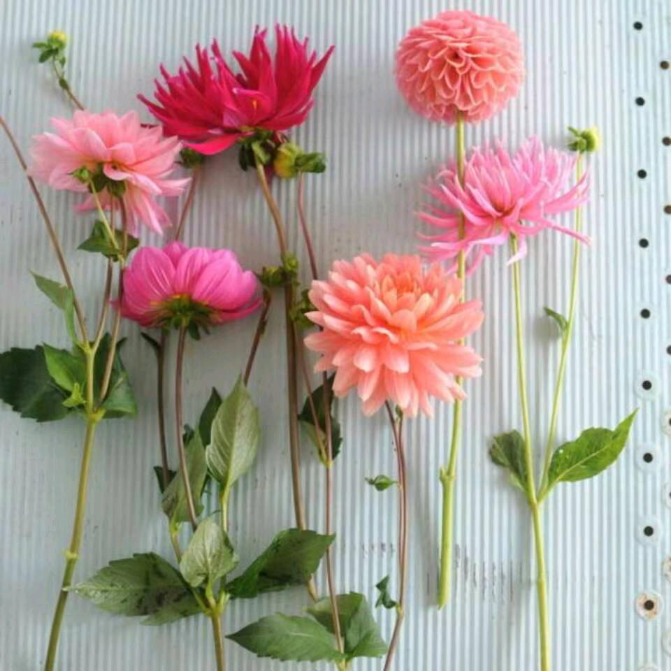 花开的时候头像