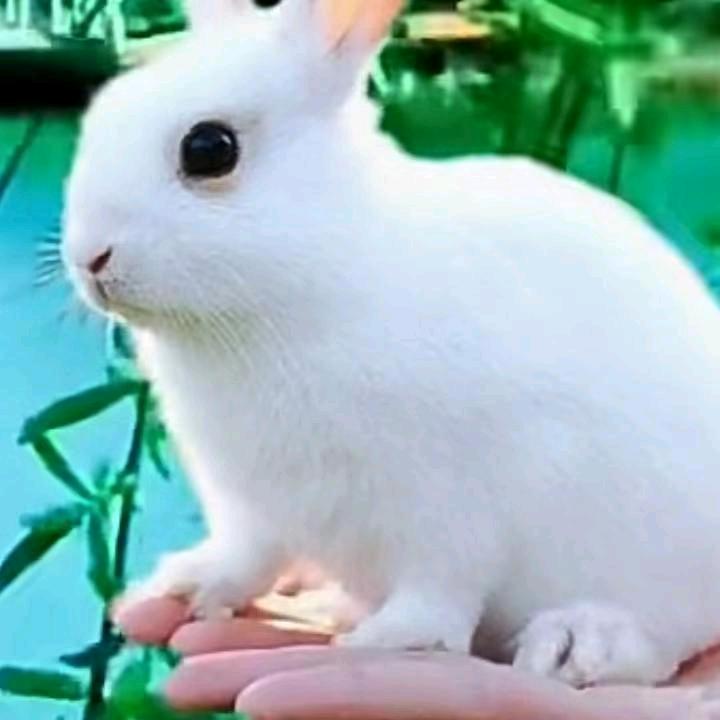 平安人生