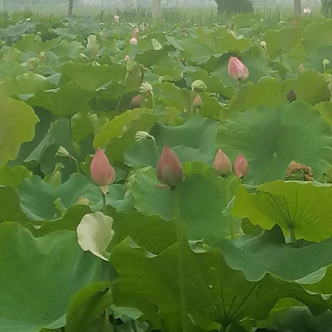皮哥