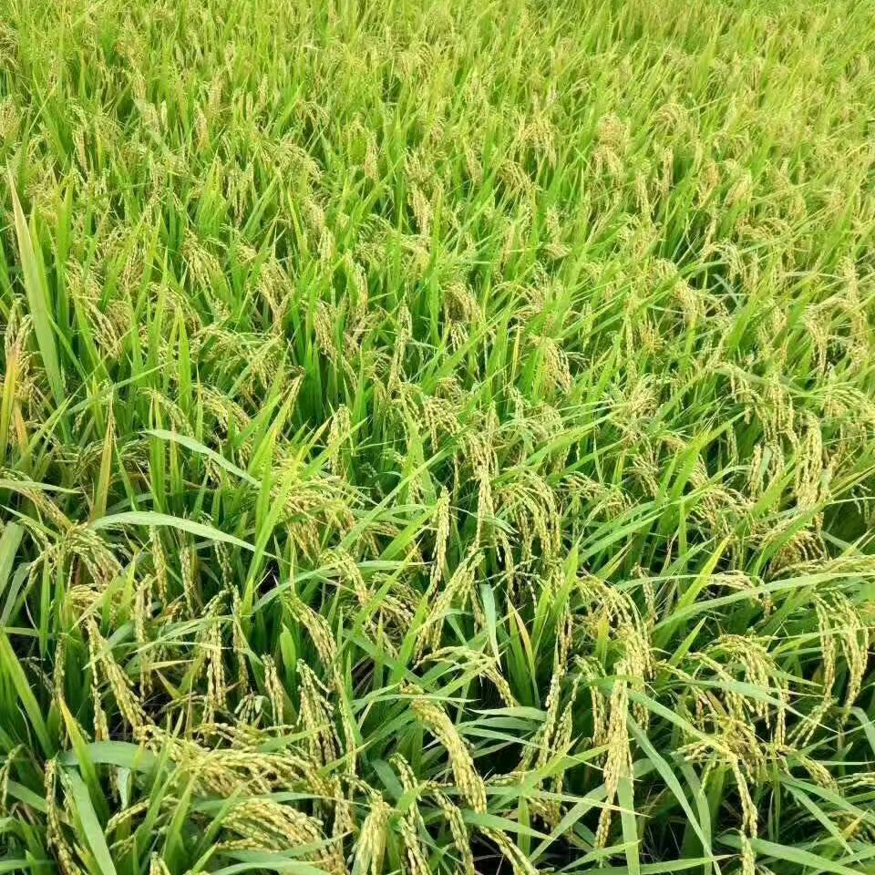 (｡･ω･｡)ﾉ♡ )兜兜有米