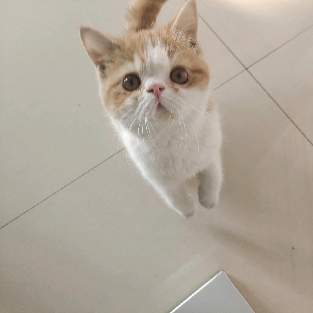 油炸土豆丝