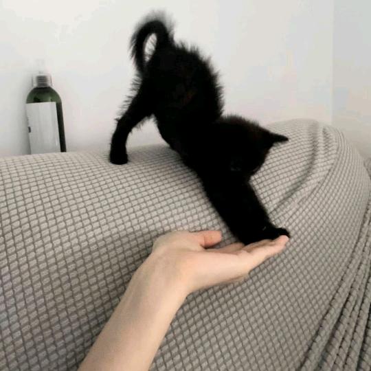 Eiei