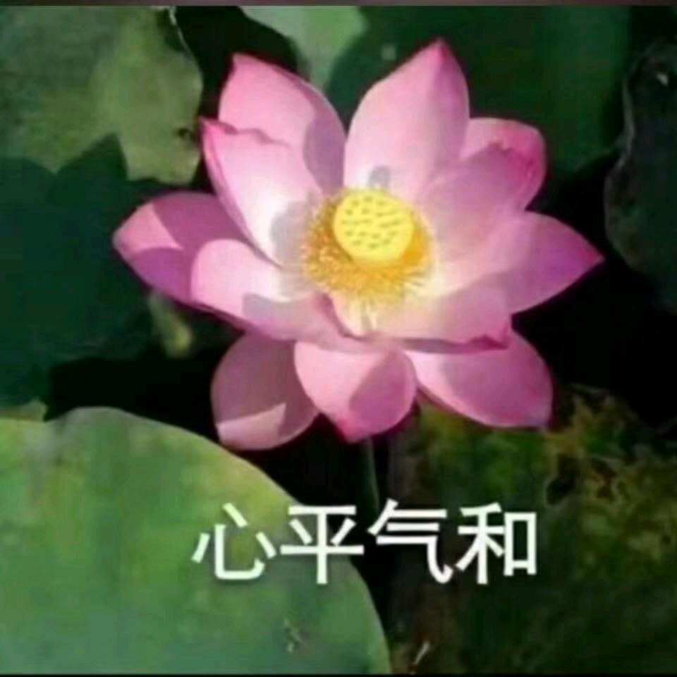 浪漫玫瑰
