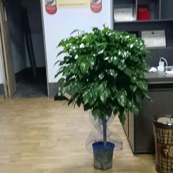 主营丹皮