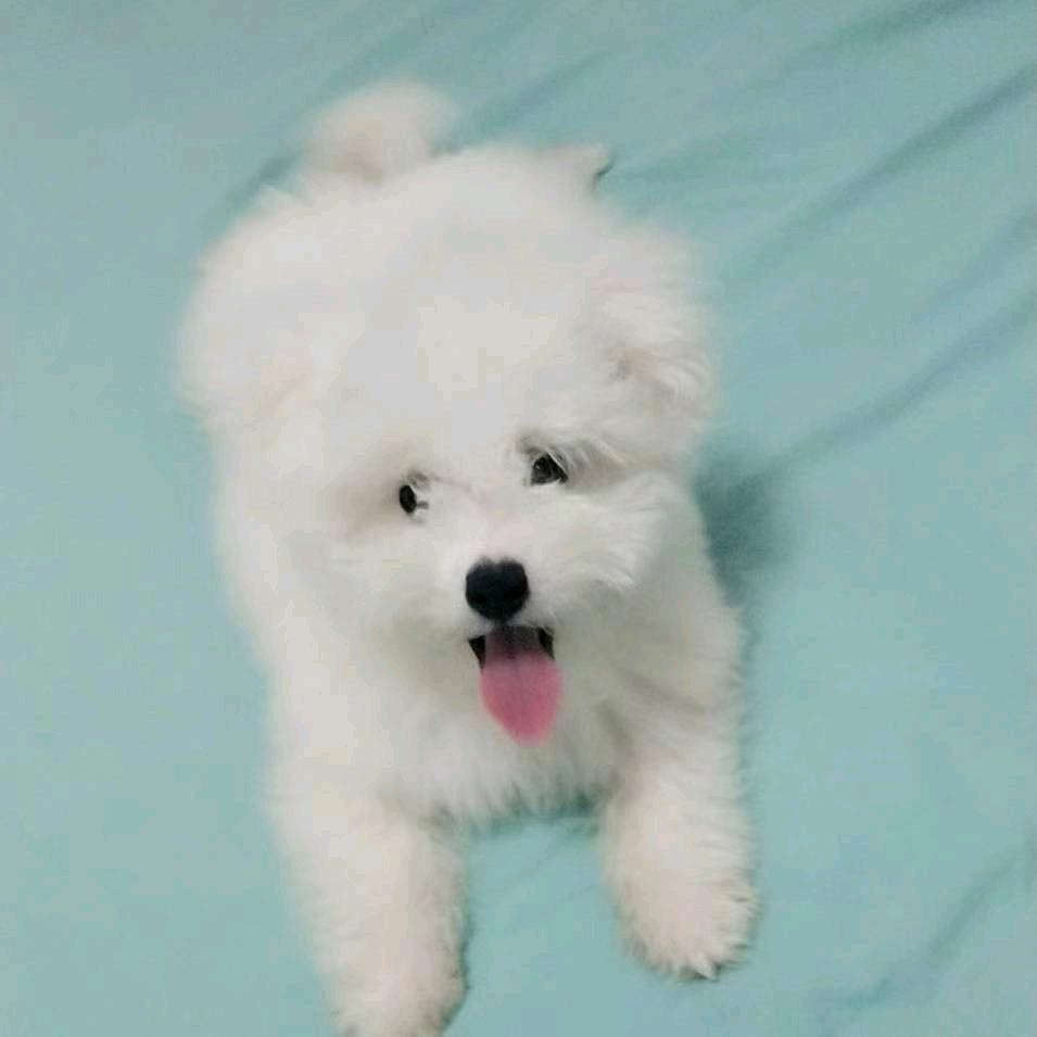 紫薇❤️