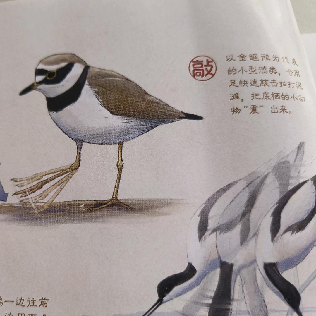 肉墩姐妹