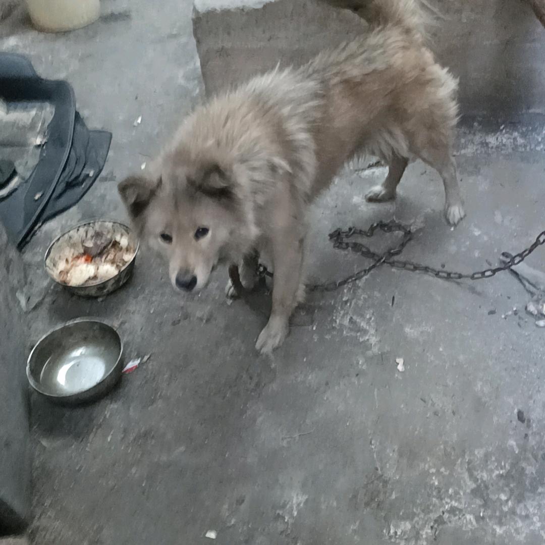 我是买红薯粉，买面条