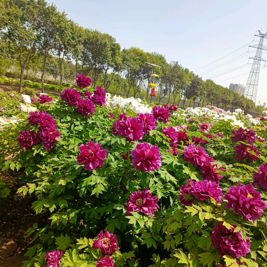 小敏。