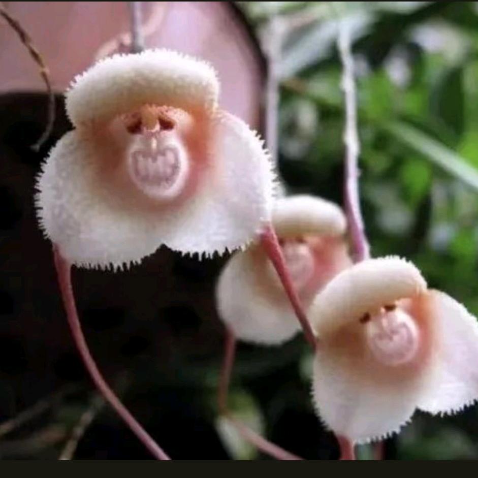 江拥
