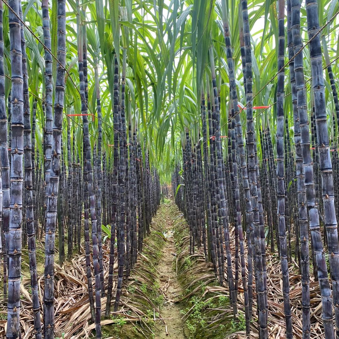 爱心家庭农场甘蔗采摘园
