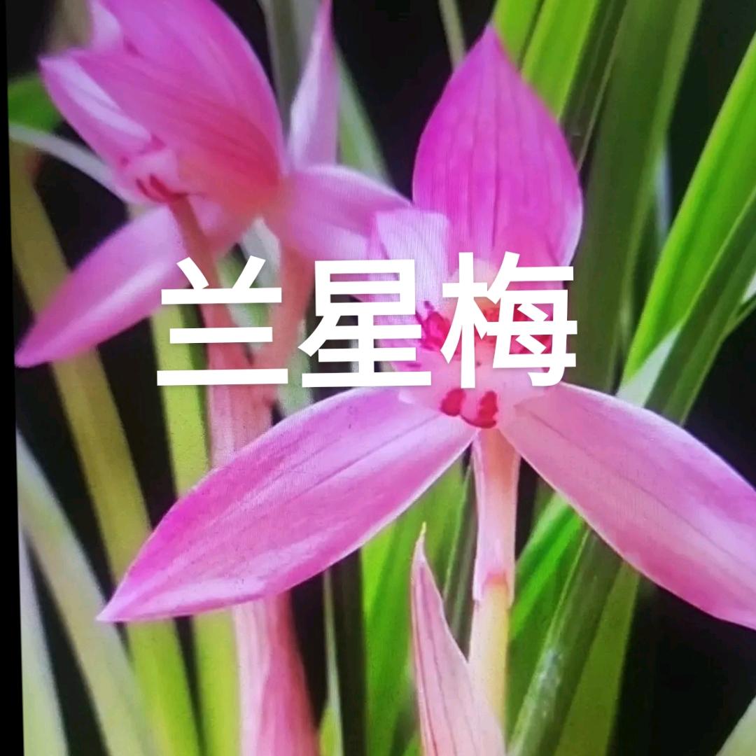 兰星梅