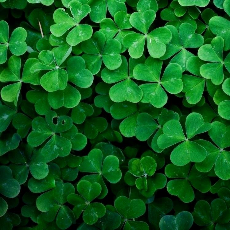 四叶草🍀